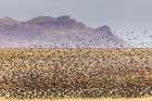 USA-New Mexico-Bosque Del Apache National Wildlife Refuge-Red-winged blackbirds taking flight Landscape Print